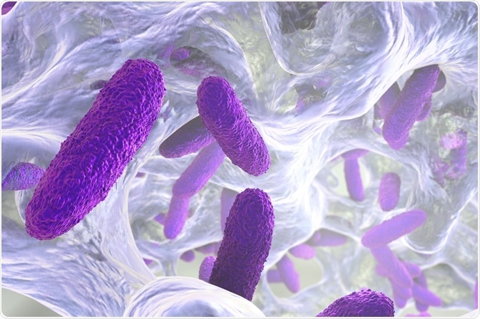 Diversity of Biofilms and their Formation Processes